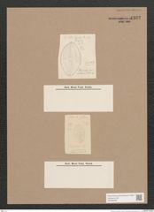 Navicula sp. (de-Toni-Nr.: Genus 1) Zeichnungen Sammlung Grunow Nr. 1332 (NHMW-BOT-W0368262)